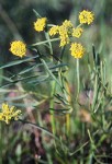 Slender-fruited Desert Parsley