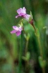 Collinsia sparsiflora