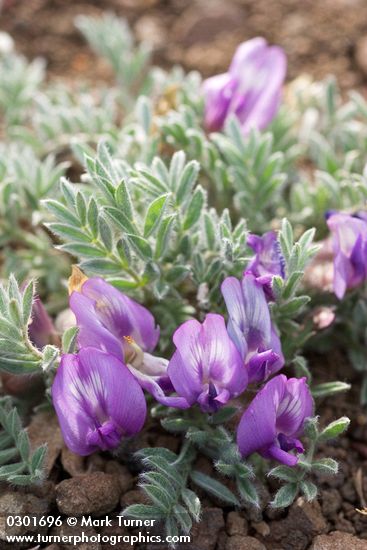 Astragalus purshii