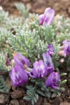 Astragalus purshii