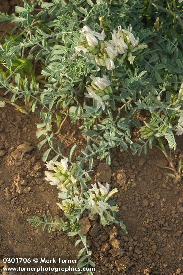 Astragalus speirocarpus