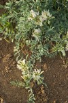 Astragalus speirocarpus