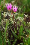 Dodecatheon conjugens