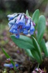 Small Bluebells