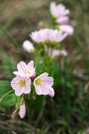 Claytonia lanceolata