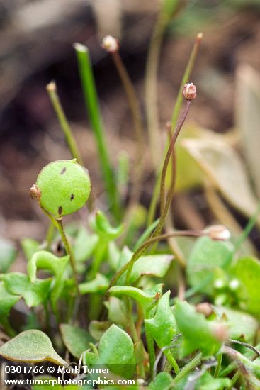 Idahoa scapigera