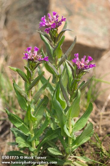 Arabis sparsiflora