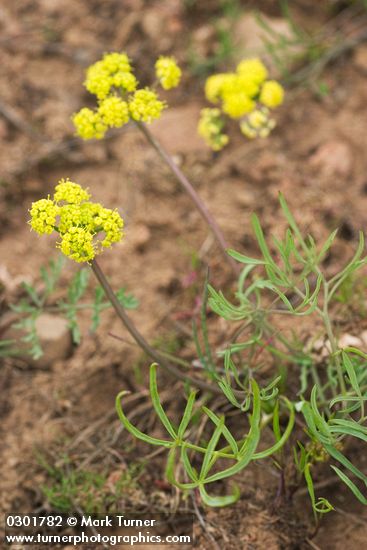 Lomatium farinosum var. hambleniae