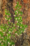 Ribes cereum