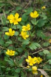 Ranunculus glaberrimus