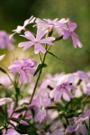 Showy Phlox blossoms, detail