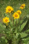 Balsamorhiza sagittata