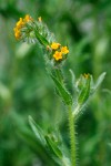 Tarweed Fiddleneck blossoms & stem detail