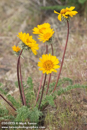 Balsamorhiza hookeri