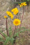 Balsamorhiza hookeri