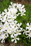 Phlox hoodii