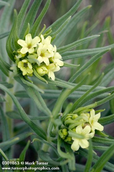 Lithospermum ruderale