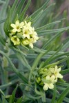 Lithospermum ruderale