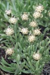 Antennaria dimorpha