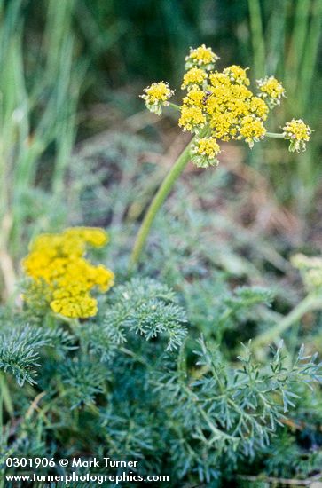 Lomatium utriculatum