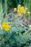 Lomatium utriculatum