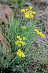 Lomatium triternatum