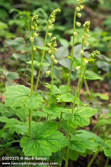 Tellima grandiflora