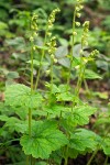 Tellima grandiflora