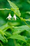 Hooker's Fairy Bells blossoms & foliage detail