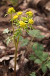 Sierra Snake Root blossoms & foliage