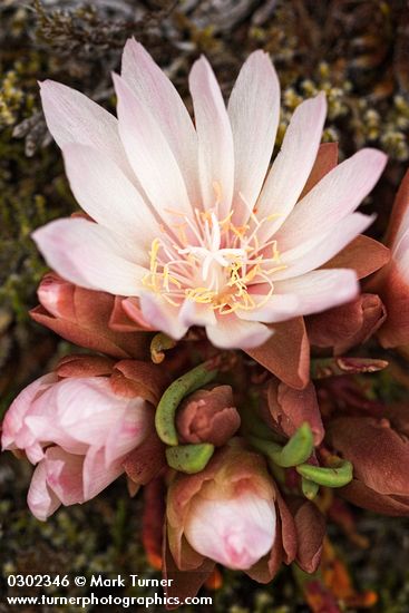 Lewisia rediviva