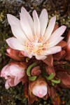 Lewisia rediviva