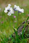 Triteleia grandiflora var. howellii