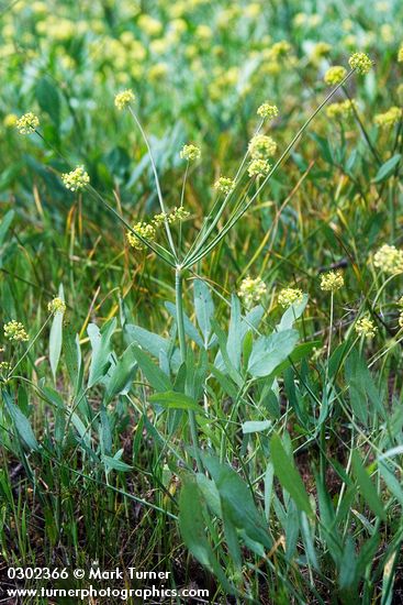 Lomatium nudicaule