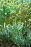 Bare-stem Desert Parsley