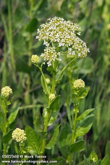 Cardaria draba