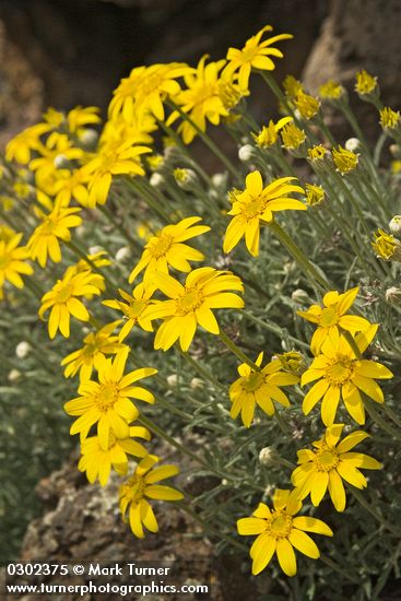 Eriophyllum lanatum var. integrifolium