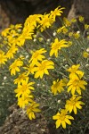 Eriophyllum lanatum