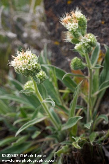 Phacelia hastata