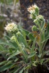 Silver-leaf Phacelia