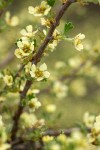 Bitter Brush blossoms & foliage