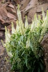 Thick-leaf Thelypody on basalt cliff