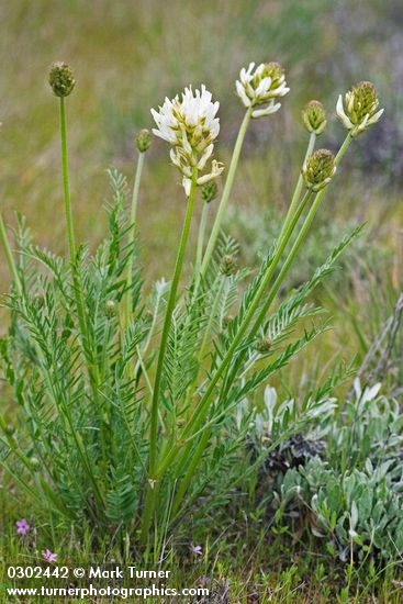 Astragalus hoodianus