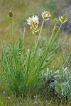Astragalus hoodianus