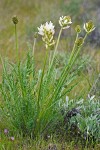 Hood River Milk Vetch