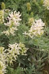 Astragalus succumbens