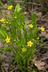 Ranunculus alismifolius