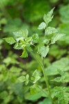 Mountain Sweet Cicely