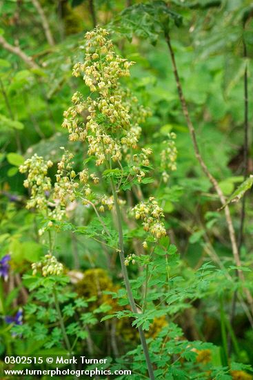 Thalictrum fendleri var. polycarpum