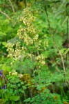 Thalictrum fendleri